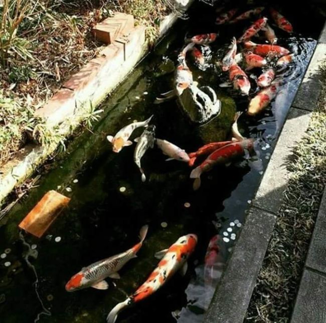 This Japanese Drainage Canal Is Clean Enough To Have Koi In It (9 pics)