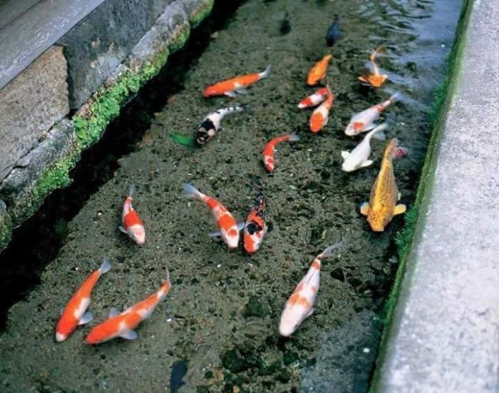 This Japanese Drainage Canal Is Clean Enough To Have Koi In It (9 pics)