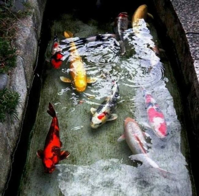 This Japanese Drainage Canal Is Clean Enough To Have Koi In It (9 pics)
