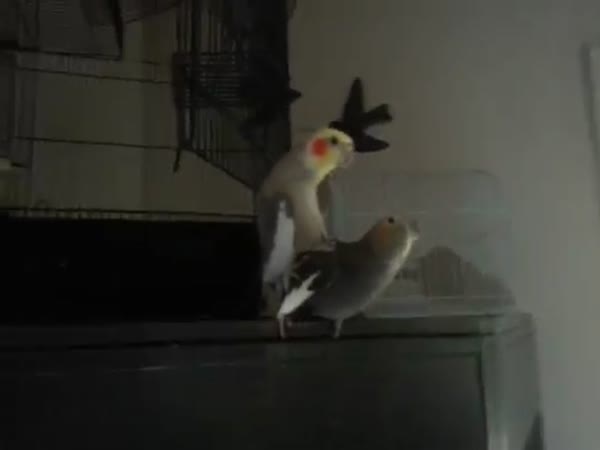 Parrots In Love