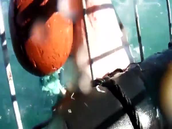 Shark Attacks The Cage With Tourists