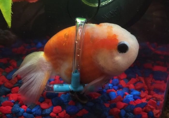 Someone Made A Tiny Wheelchair For A Goldfish With A Bladder Disorder (2 pics)