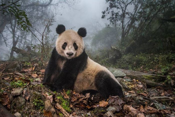 Stunning Photos From The Sony World Photography Awards (50 pics)