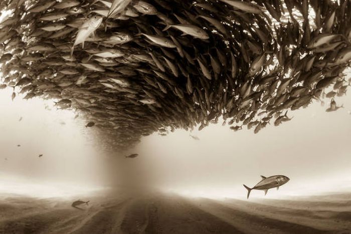 Stunning Photos From The Sony World Photography Awards (50 pics)