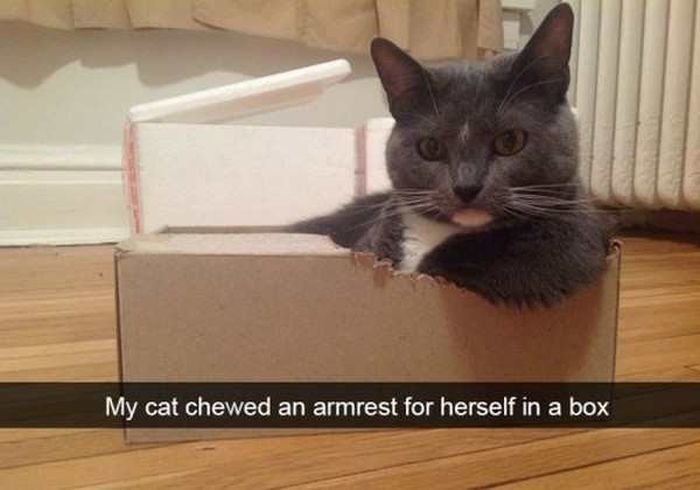 Cats Are Even More Hilarious On Snapchat (33 pics)