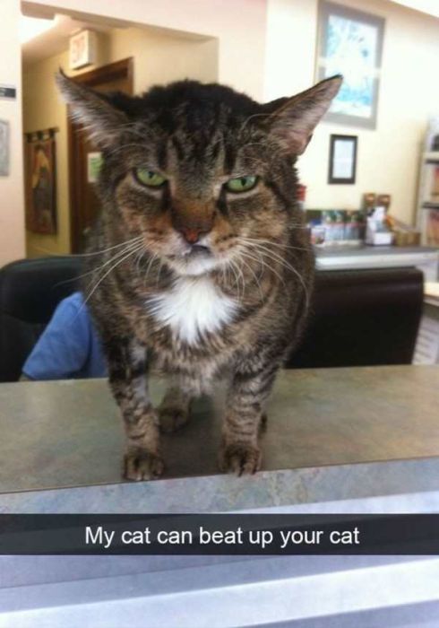 Cats Are Even More Hilarious On Snapchat (33 pics)