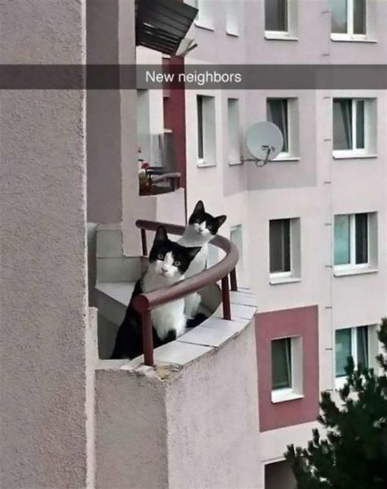 Cats Are Even More Hilarious On Snapchat (33 pics)