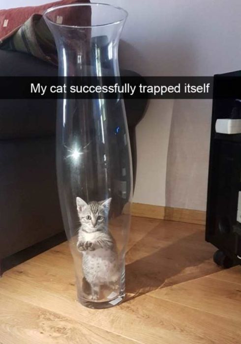 Cats Are Even More Hilarious On Snapchat (33 pics)