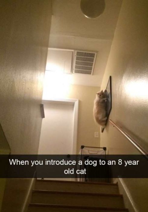Cats Are Even More Hilarious On Snapchat (33 pics)