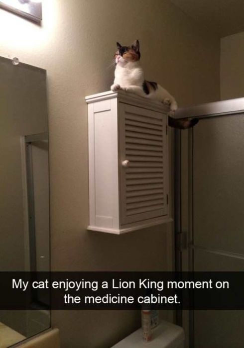 Cats Are Even More Hilarious On Snapchat (33 pics)