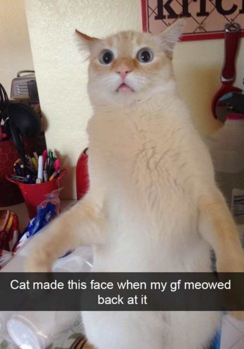 Cats Are Even More Hilarious On Snapchat (33 pics)