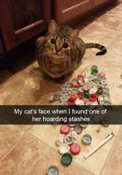 Cats Are Even More Hilarious On Snapchat (33 pics)