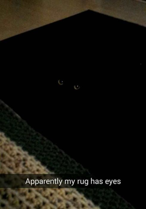 Cats Are Even More Hilarious On Snapchat (33 pics)