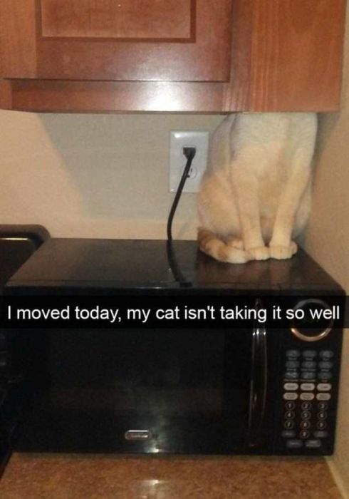 Cats Are Even More Hilarious On Snapchat (33 pics)