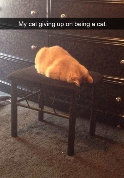 Cats Are Even More Hilarious On Snapchat (33 pics)
