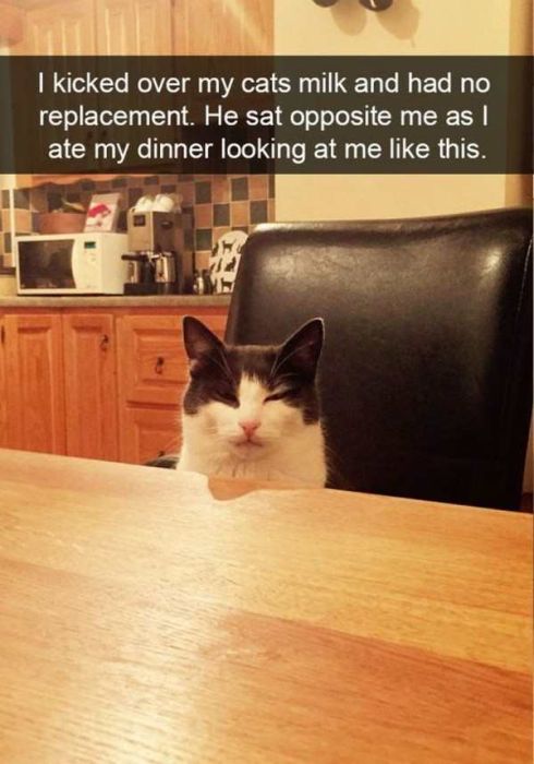 Cats Are Even More Hilarious On Snapchat (33 pics)
