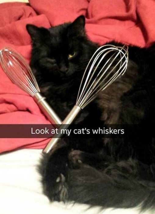 Cats Are Even More Hilarious On Snapchat (33 pics)