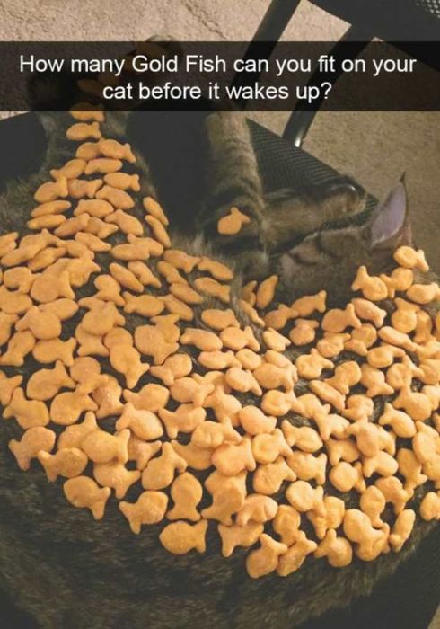 Cats Are Even More Hilarious On Snapchat (33 pics)