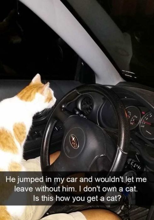 Cats Are Even More Hilarious On Snapchat (33 pics)