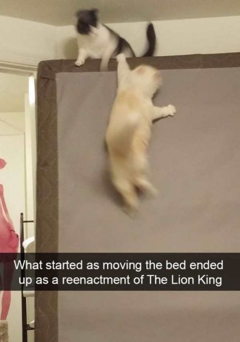Cats Are Even More Hilarious On Snapchat (33 pics)
