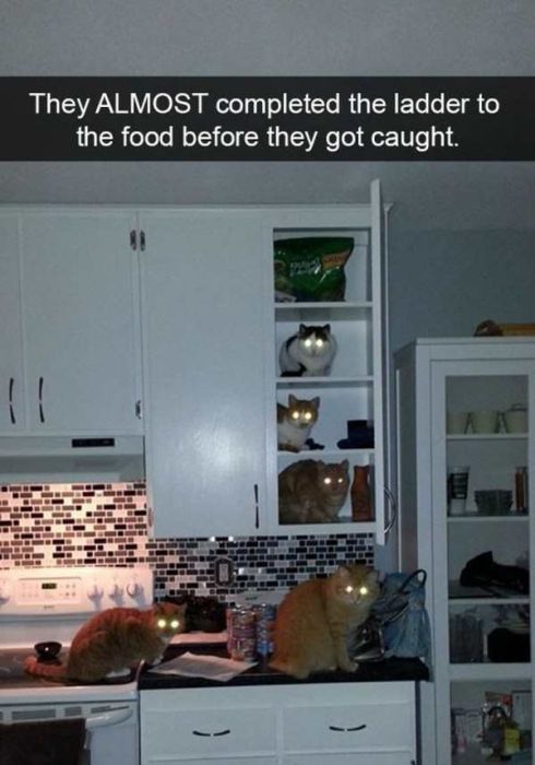 Cats Are Even More Hilarious On Snapchat (33 pics)