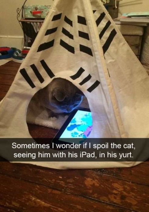 Cats Are Even More Hilarious On Snapchat (33 pics)