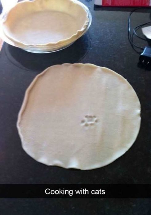 Cats Are Even More Hilarious On Snapchat (33 pics)