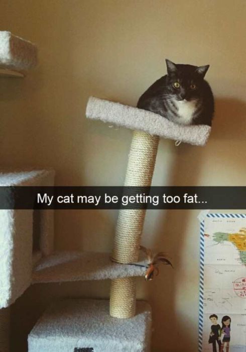 Cats Are Even More Hilarious On Snapchat (33 pics)