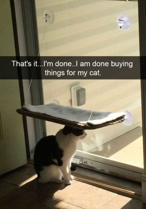 Cats Are Even More Hilarious On Snapchat (33 pics)