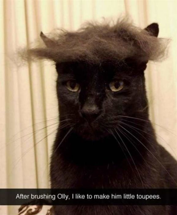 Cats Are Even More Hilarious On Snapchat (33 pics)