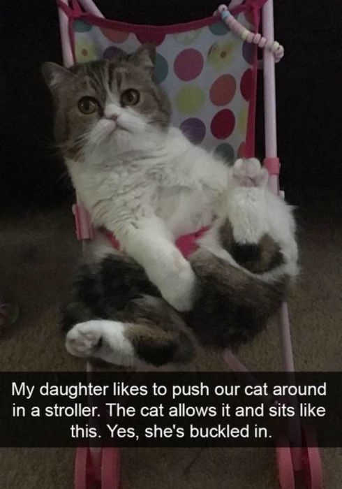 Cats Are Even More Hilarious On Snapchat (33 pics)