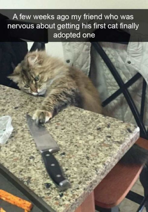 Cats Are Even More Hilarious On Snapchat (33 pics)