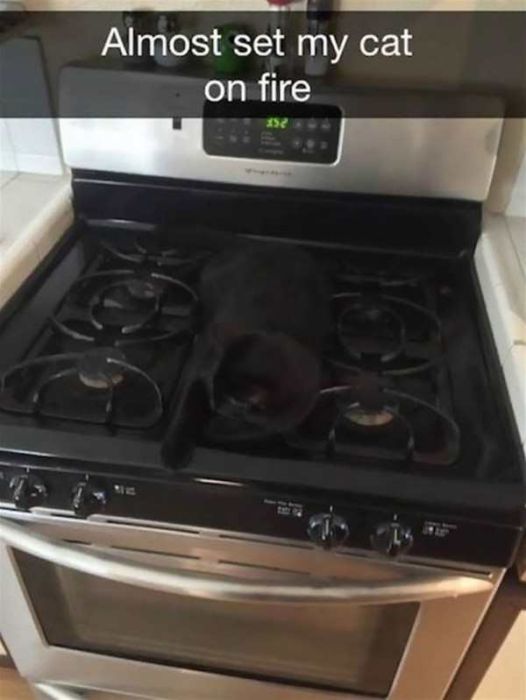 Cats Are Even More Hilarious On Snapchat (33 pics)