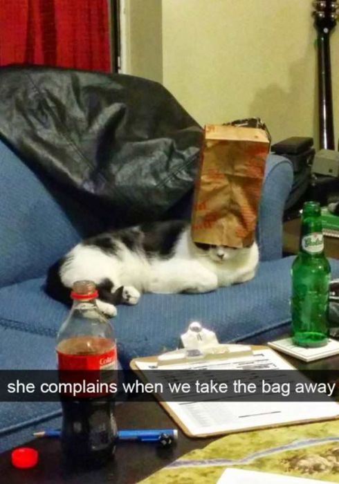 Cats Are Even More Hilarious On Snapchat (33 pics)