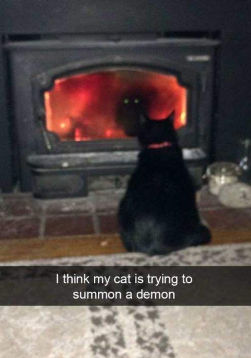 Cats Are Even More Hilarious On Snapchat (33 pics)