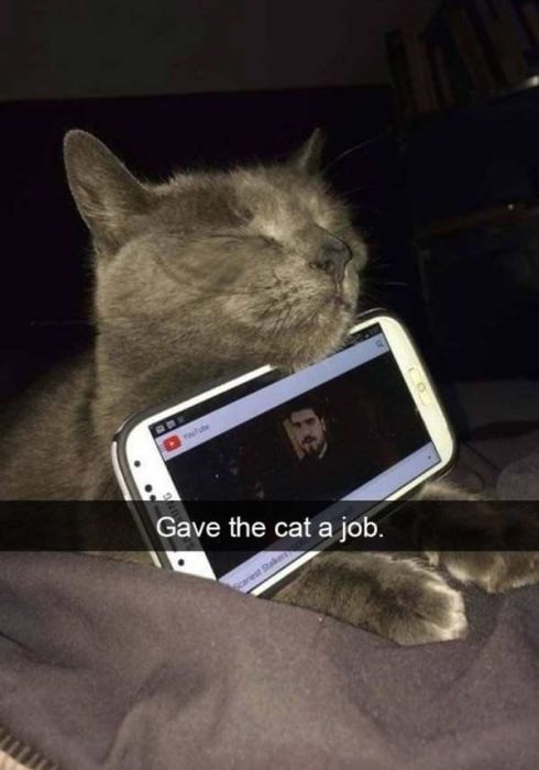 Cats Are Even More Hilarious On Snapchat (33 pics)