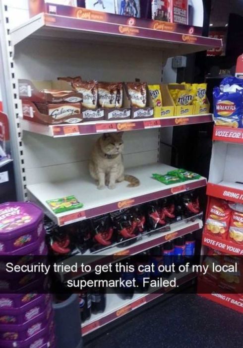 Cats Are Even More Hilarious On Snapchat (33 pics)