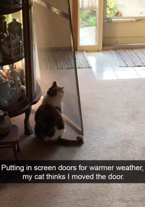 Cats Are Even More Hilarious On Snapchat (33 pics)