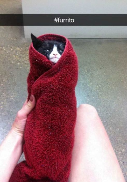 Cats Are Even More Hilarious On Snapchat (33 pics)