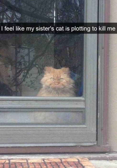Cats Are Even More Hilarious On Snapchat (33 pics)