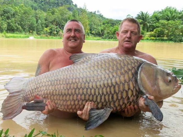 Acid Picdump (95 pics)