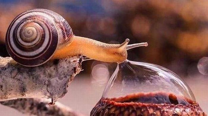 Acid Picdump (95 pics)