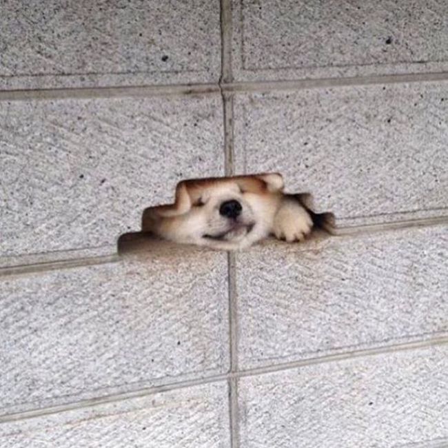 Acid Picdump (95 pics)