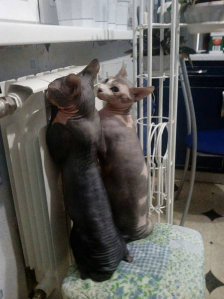 Acid Picdump (95 pics)