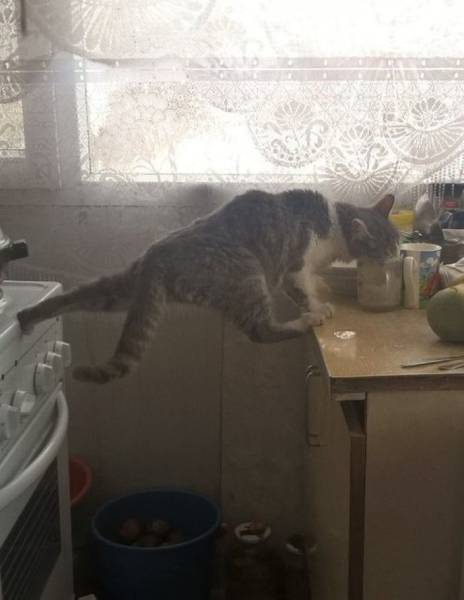 Acid Picdump (95 pics)
