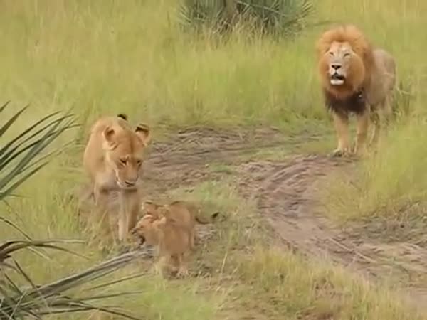 Baby Lion Cubs Trying To Roar Like There Father ROAAA