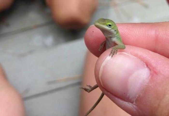Acid Picdump (94 pics)