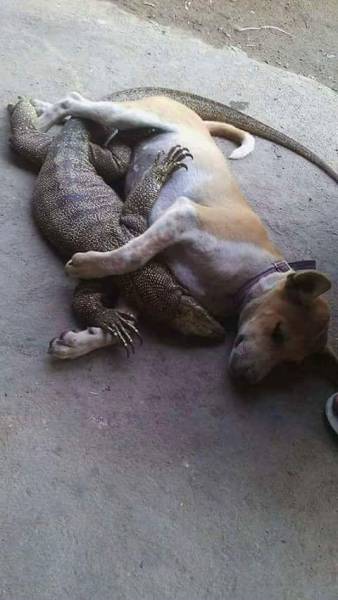 Acid Picdump (94 pics)