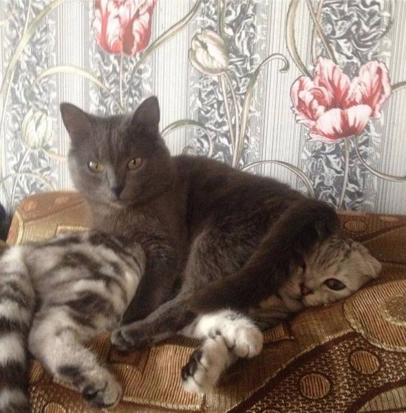 Acid Picdump (94 pics)