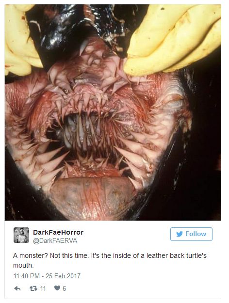 Pictures Of Animal Mouths That Are Absolutely Terrifying (18 pics)